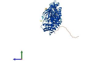 AlphaFold protein structure predicition of Mouse Recombinant Myorg Protein, UniprotID Q69ZQ1