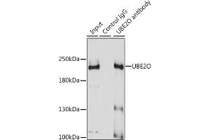Immunoprecipitation analysis of 200 μg extracts of A-431 cells using 3 μg UBE2O antibody (ABIN6130342, ABIN6149817, ABIN6149818 and ABIN7101351). (UBE2O anticorps  (AA 1073-1292))