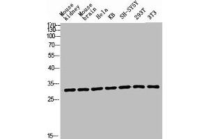 Western blot analysis of Mouse-kidney mouse-brain HELA KB SH-SY5Y 293T 3T3 lysis using Ribosomal Protein L7 antibody. (RPL7 anticorps  (C-Term))