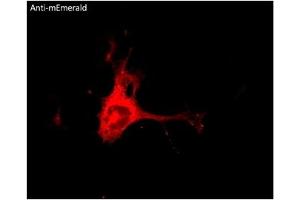 Immunofluorescence (IF) image for anti-mEmerald Fluorescent Protein antibody (ABIN7273073) (mEmerald Fluorescent Protein anticorps)