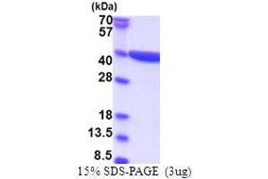 SDS-PAGE (SDS) image for Crystallin, zeta (CRYZ) (AA 1-329) protein (His tag) (ABIN5853795)