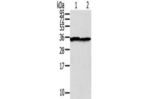 Western Blotting (WB) image for anti-Syntaxin 3 (STX3) antibody (ABIN2427365) (STX3 anticorps)