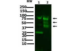 Western blot of Anti-ATF6 (RABBIT) Antibody Western Blot of Rabbit anti-ATF6 antibody. (ATF6 anticorps  (N-Term))