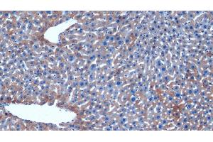 Detection of HAUS7 in Mouse Liver Tissue using Polyclonal Antibody to HAUS Augmin Like Complex Subunit 7 (HAUS7)
