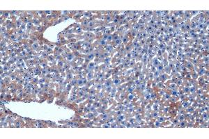 Detection of HAUS7 in Mouse Liver Tissue using Polyclonal Antibody to HAUS Augmin Like Complex Subunit 7 (HAUS7) (HAUS7 anticorps  (AA 1-227))
