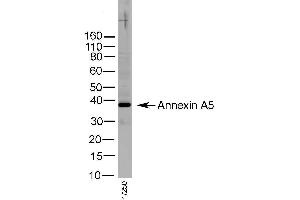 Western Blotting (WB) image for anti-Annexin A5 (ANXA5) antibody (ABIN2477449) (Annexin V anticorps)