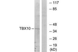 Western blot analysis of extracts from HT-29 cells, using TBX10 Antibody.
