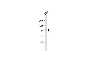 Anti-atg9a Antibody (C-Term)at 1:2000 dilution + ZF4 whole cell lysates Lysates/proteins at 20 μg per lane. (ATG9A anticorps  (AA 573-605))