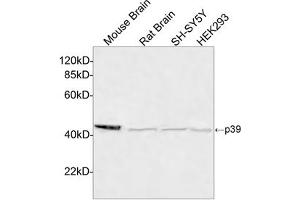 Western blot analysis of cell and tissue lysates using p39 Antibody, pAb, Rabbit (ABIN399090, 4 µg/mL) The signal was developed with IRDyeTM 800 Conjugated Goat Anti-Rabbit IgG. (p39 (C-Term) anticorps)