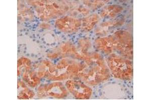 IHC-P analysis of Human Kidney Tissue, with DAB staining. (RBP4 anticorps  (AA 18-201))