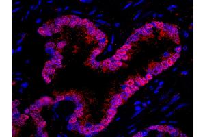 Immunofluorescence (IF) image for anti-WD Repeat Domain 77 (WDR77) (AA 292-342) antibody (ABIN7449034) (WDR77 anticorps  (AA 292-342))