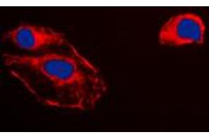Immunofluorescent analysis of RKIP staining in HepG2 cells. (PEBP1 anticorps  (Center))