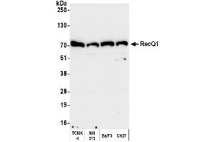 Western Blotting (WB) image for anti-RecQ Protein-Like (DNA Helicase Q1-Like) (RECQL) (AA 1-50) antibody (ABIN7453821)