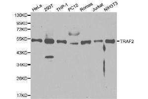 Western blot analysis of extracts of various cell lines, using TRAF2 antibody.