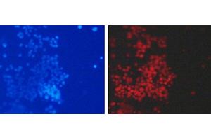 Immunofluorescence analysis of 293T cells using DiMethyl-Histone H3-K79 Polyclonal Antibody (Histone 3 anticorps  (2meLys79))