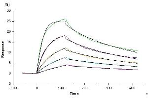 Human IL-23R, His Tag immobilized on CM5 Chip can bind Human IL-23 alpha&IL-12 beta, His Tag with an affinity constant of 5.