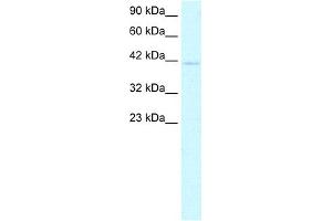 WB Suggested Anti-CEBPA Antibody Titration:  0. (CEBPA anticorps  (N-Term))