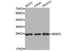 Western Blotting (WB) image for anti-serine/arginine-Rich Splicing Factor 3 (SRSF3) antibody (ABIN1877094) (SRSF3 anticorps)