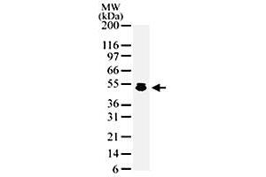 Western blot analysis of HDAC3 in HeLa cell lysate with HDAC3 polyclonal antibody  . (HDAC3 anticorps  (AA 2-17))