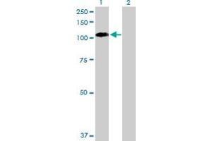 Western Blot analysis of EPHB1 expression in transfected 293T cell line by EPHB1 MaxPab polyclonal antibody. (EPH Receptor B1 anticorps  (AA 1-984))