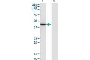 Western Blot analysis of NEUROD6 expression in transfected 293T cell line by NEUROD6 monoclonal antibody (M17), clone 3G7. (NEUROD6 anticorps  (AA 246-337))