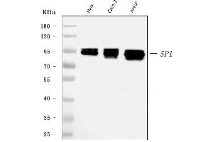 Western blot analysis of SP1 using anti-SP1 antibody (ABIN7601559).