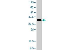 Western Blot detection against Immunogen (38.