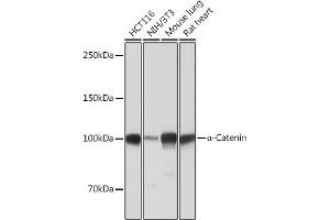 Western blot analysis of extracts of various cell lines, using α-Catenin antibody (ABIN7266133) at 1:1000 dilution. (CTNNA1 anticorps)