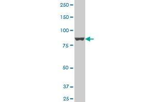 APPL polyclonal antibody (A01), Lot # HRI0060508QCS1 Western Blot analysis of APPL expression in HeLa .