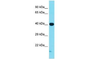 Western Blotting (WB) image for anti-Mitogen-Activated Protein Kinase 1 (MAPK1) (C-Term) antibody (ABIN2788693) (ERK2 anticorps  (C-Term))