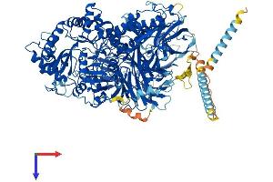 AlphaFold protein structure predicition of Mouse Recombinant Man2a2 Protein, UniprotID Q8BRK9