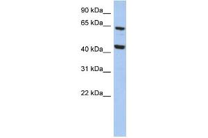 WB Suggested Anti-EFHA2 Antibody Titration: 0.