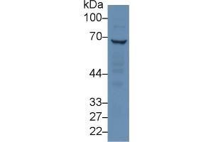 Rabbit Capture antibody from the kit in WB with Positive Control: Human hela cell lysate. (RPN1 Kit ELISA)