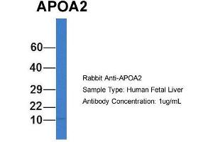 Host: Rabbit  Target Name: APOA2  Sample Tissue: Human Fetal Liver  Antibody Dilution: 1. (APOA2 anticorps  (N-Term))