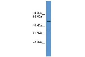 WB Suggested Anti-COCH Antibody Titration: 0. (COCH anticorps  (N-Term))