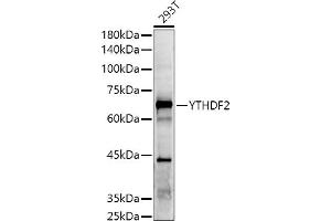Western blot analysis of extracts of 293T cells, using YTHDF2 antibody (ABIN7271427) at 1:500 dilution.