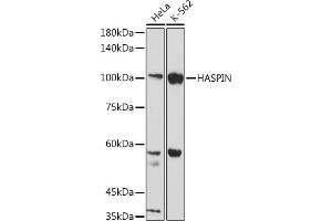 Western blot analysis of extracts of various cell lines, using HASPIN antibody (ABIN7267377) at 1:1000 dilution. (GSG2 anticorps)