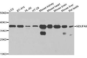 Western blot analysis of extracts of various cell lines, using NDUFA9 antibody (ABIN5971643) at 1/1000 dilution. (NDUFA9 anticorps)