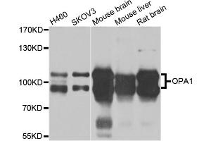 Western blot analysis of extracts of various cell lines, using OPA1 antibody. (OPA1 anticorps)