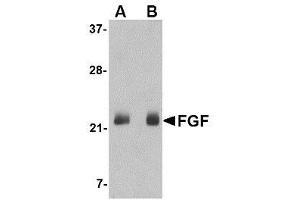 Image no. 1 for anti-Fibroblast Growth Factor 4 (FGF4) (C-Term) antibody (ABIN1493358) (FGF4 anticorps  (C-Term))