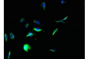 Immunofluorescent analysis of HepG2 cells using ABIN7166811 at dilution of 1:100 and Alexa Fluor 488-congugated AffiniPure Goat Anti-Rabbit IgG(H+L) (TPTE anticorps  (AA 175-380))