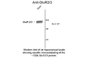 Western Blot of Anti-GluR2/3 (Rabbit) Antibody - 612-401-D63 Western Blot of Rabbit anti-GluR2/3 antibody. (mGluR2/3 anticorps  (C-Term))