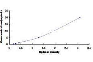 Organic Solute Carrier Partner 1 (OSCP1) ELISA Kit