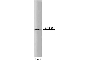 Western blot analysis of Ezrin on MDCK lysate. (Ezrin anticorps  (AA 391-515))