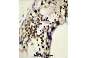 RACG Antibody (N-term) 1461a immunohistochemistry analysis in formalin fixed and paraffin embedded human testis tissue followed by peroxidase conjugation of the secondary antibody and DAB staining.
