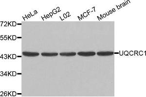 Western blot analysis of extracts of various cell lines, using UQCRC1 antibody. (UQCRC1 anticorps  (AA 156-480))