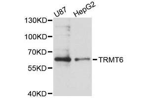 Western blot analysis of extracts of various cell lines, using TRMT6 antibody (ABIN5996675) at 1:3000 dilution. (TRMT6 anticorps)