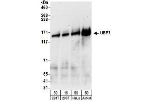 Western Blotting (WB) image for anti-Ubiquitin Specific Peptidase 7 (Herpes Virus-Associated) (USP7) (AA 1-50) antibody (ABIN7453454) (USP7 anticorps  (AA 1-50))