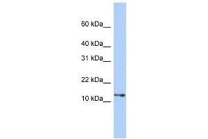Western Blotting (WB) image for anti-Guanine Nucleotide Binding Protein (G Protein), gamma Transducing Activity Polypeptide 2 (GNGT2) antibody (ABIN2459896)