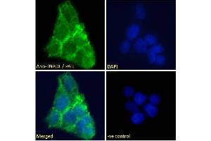 ABIN185139 Immunofluorescence analysis of paraformaldehyde fixed A431 cells, permeabilized with 0. (PATJ anticorps  (N-Term))